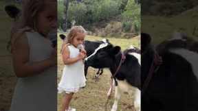 Adorable Baby Cow And Girl Interview