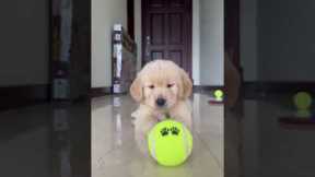 Cute Puppy Gets His First Ball!