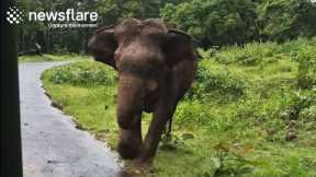 Dramatic Elephant Charges Toward Tourists || Newsflare