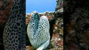 Diver Petting a Cute Moray Eel