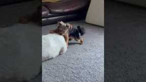 Cheeky Puppy Makes A Move On Big Bro