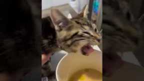 Funny Kitten's Reaction To Coffee Taste