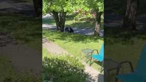 Black Bear Charges at Woman In Her Yard