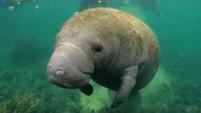 Diving With Rare Manatees In Crystal River