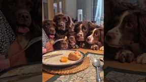 Hungry Spaniels Demand Food