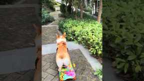 Skate Corgi Conquers Staircase