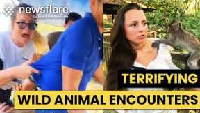 Terrifying & Unexpected Wild Animal Encounters