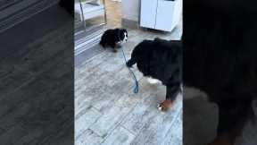 Older Dog Annoyed By Stubborn Pup