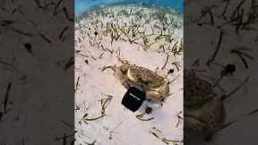 Angry Crab Stole My Diving Camera