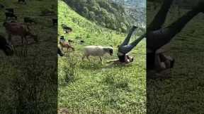 Sheep Headbutts Silly Farmer In Field