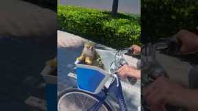 Monkey in a Bike Basket