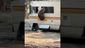 Bear Climbs Out Of RV Window