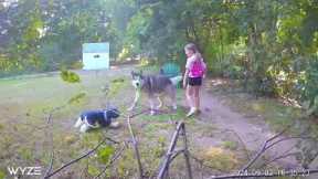 Girl Replaces Neighbors Husky With Stuffed Toy