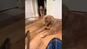 Golden Retriever Playfully Attacks Dyson