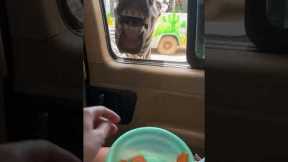 Zebra Asks For Carrots On Safari