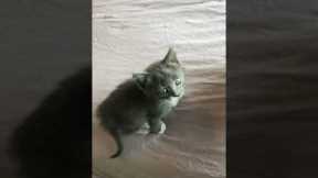 Tiny Kitten Climbs Up the Bed