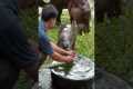 Baby Hippo Refuses To Take A Bath