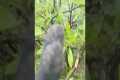 Crazy Hiker Slides On Wet Mountain