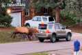 Massive Elk Charges At Passing SUV