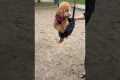 Clumsy Pup Tumbles Out of Swing