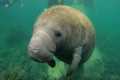 Diving With Rare Manatees In Crystal