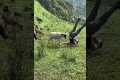 Sheep Headbutts Silly Farmer In Field