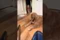 Golden Retriever Playfully Attacks