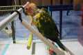 Cute Parrot Learns To Climb A Ladder