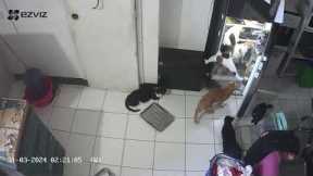 Cats Work Together To Steal From Fridge