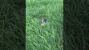 Tiny Puppy Plays in Grass