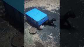 Goat Kids Snuggle Under Plastic Bin