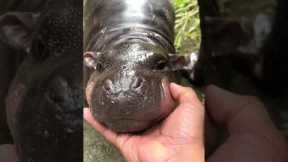 Cute Baby Hippo Loves Attention