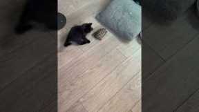 Ninja Kitten Plays With Tortoise