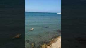 Curious Dog Swims Towards Shark