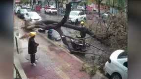 Delivery Drivers Close Call With Falling Tree