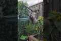 Mischievous Raccoon Steals Bird Food