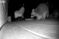 Skunk And Raccoon Fight Over Dinner