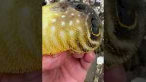 Pufferfish Inflates In His Hand