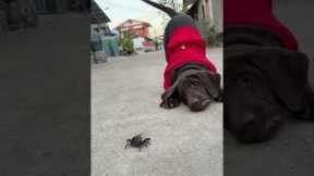 Dog Awkwardly Battles Tiny Crab