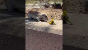 Lunch Date With A Thirsty Chipmunk