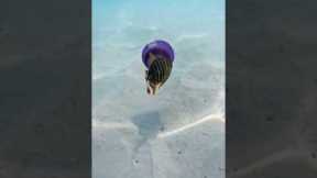 Fish Swims Inside a Jellyfish