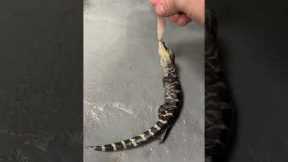 Baby Alligator Does A 'Death Roll'