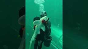 Cuddly Shark Shows It's Soft Side