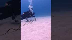 Divers Meet With Swimming Eel