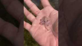 Tiny Octopus Clings To Man's Hand