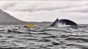 Kayaker Escapes After Being Swallowed By Whale