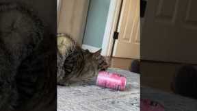 Cat Shotguns A Soda