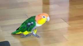 Pet Parrot Does A Perfect Moonwalk