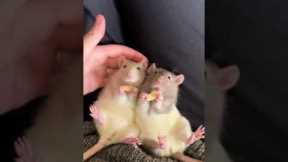 Rat Sisters Enjoy Apple Snacks