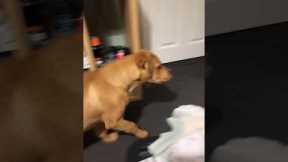 Dog Confronts His Reflection